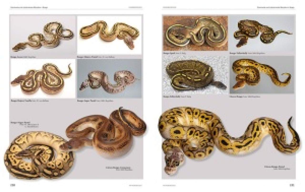 Python regius – Atlas der Farbmorphen